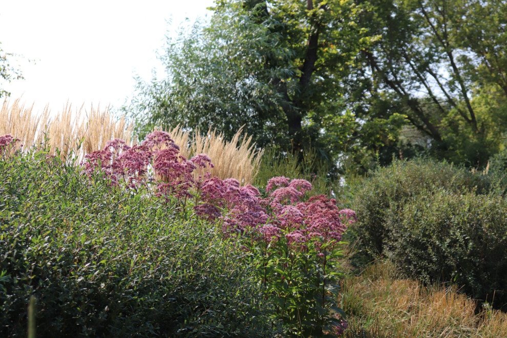 WB Берег пруда (август)