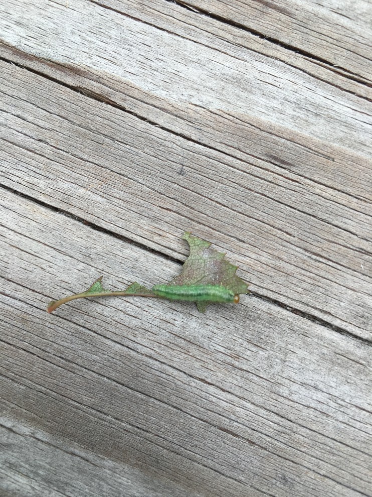 Plz ID and treat this bug