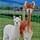 Alpacas of Montana, Inc.