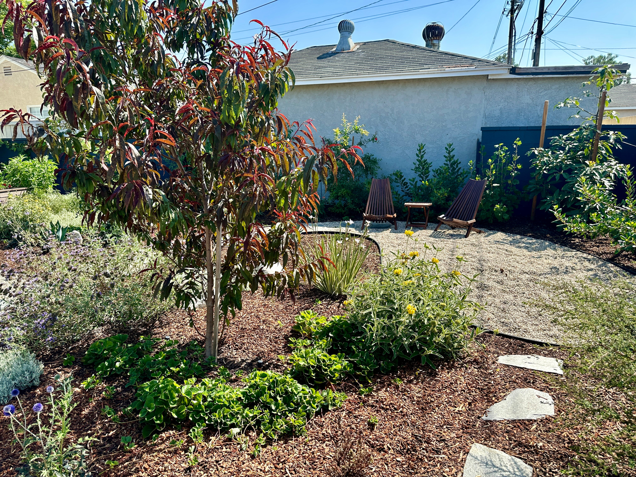 Food Forest & CA Native Plant Los Angeles Oasis