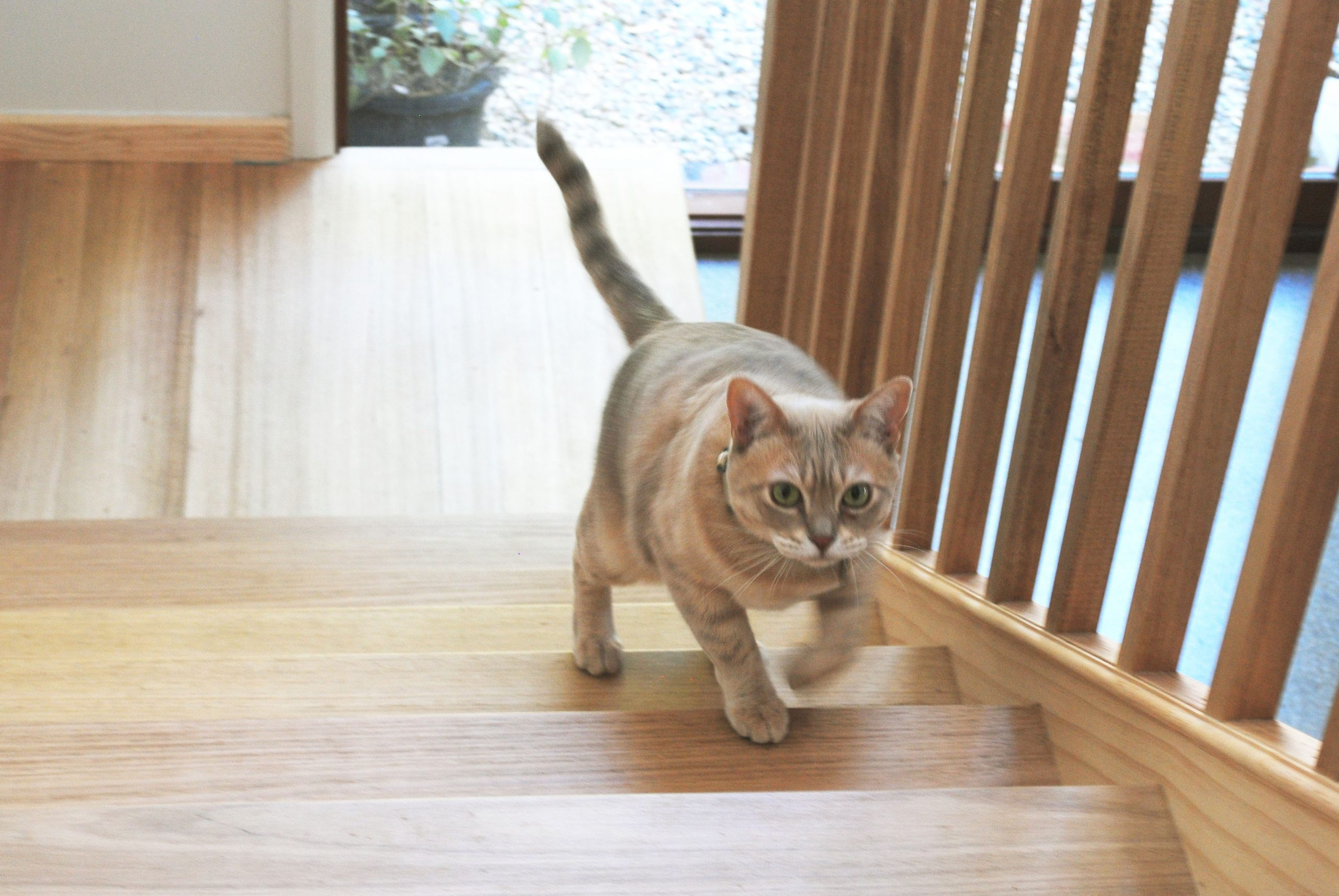 Blackburn Double-Storey Extension