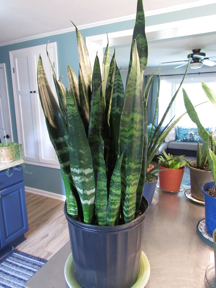 Is this a Sans Black Princess? | Houzz Forum