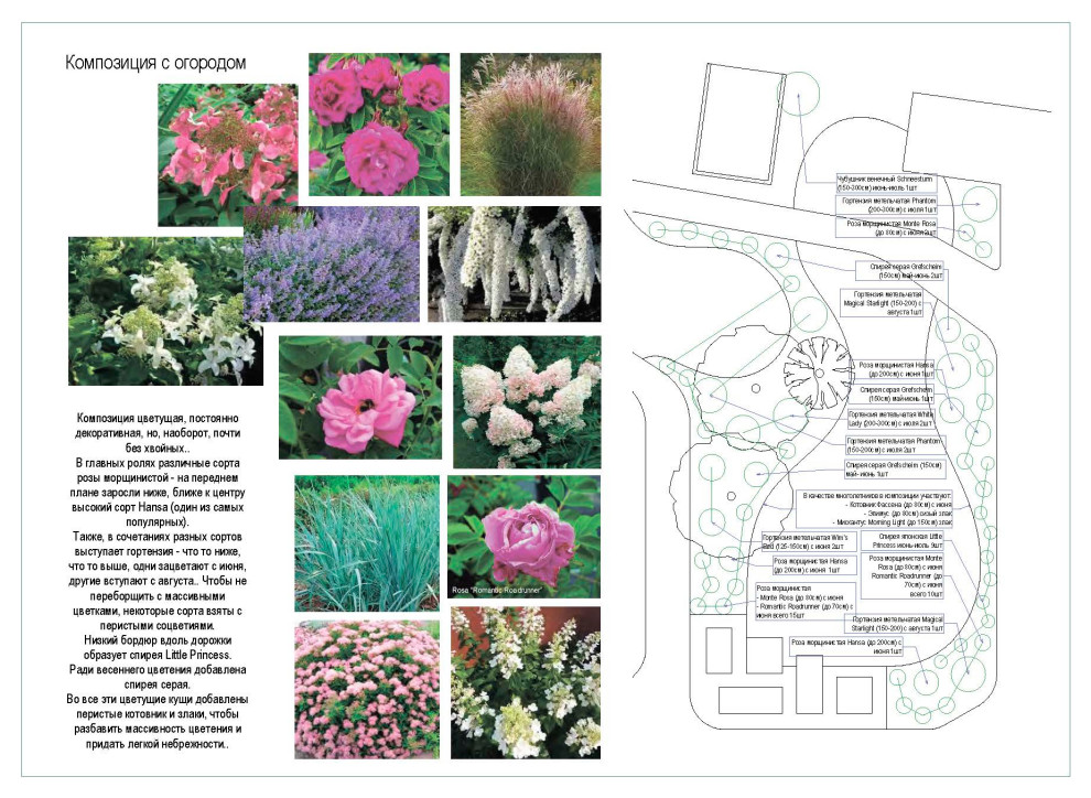 Дендрологический  план. Фрагмент.