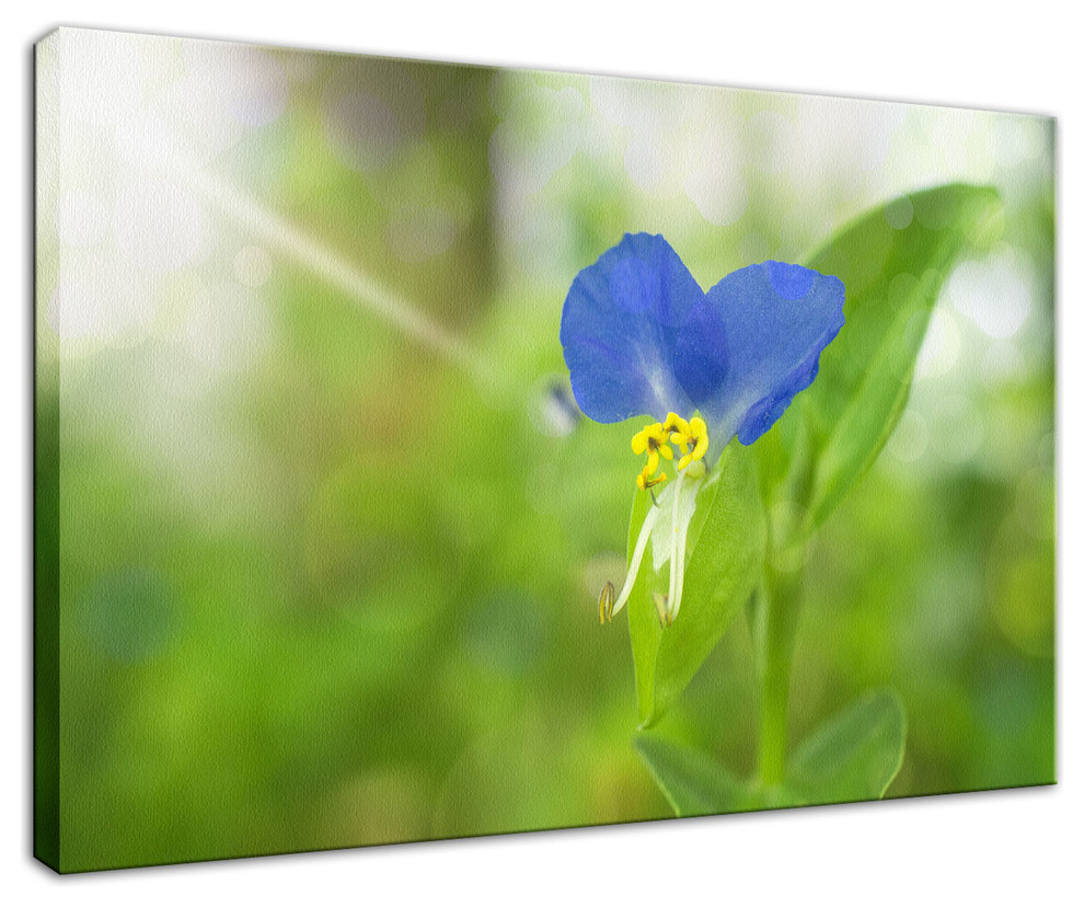 Asiatic Day Flower Floral Nature Photography Canvas Wall Art Print, 16" X 20"