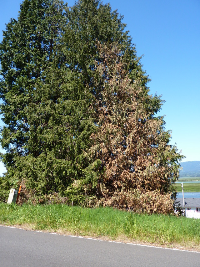 Spare Tree Tree replacement ideas | Houzz Forum