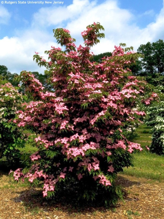 Scarlet Fire Dogwood (Cornus kousa 