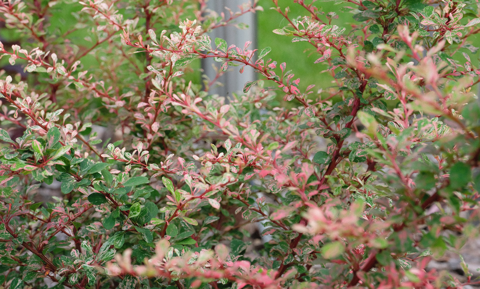 Свердловская область 15 соток