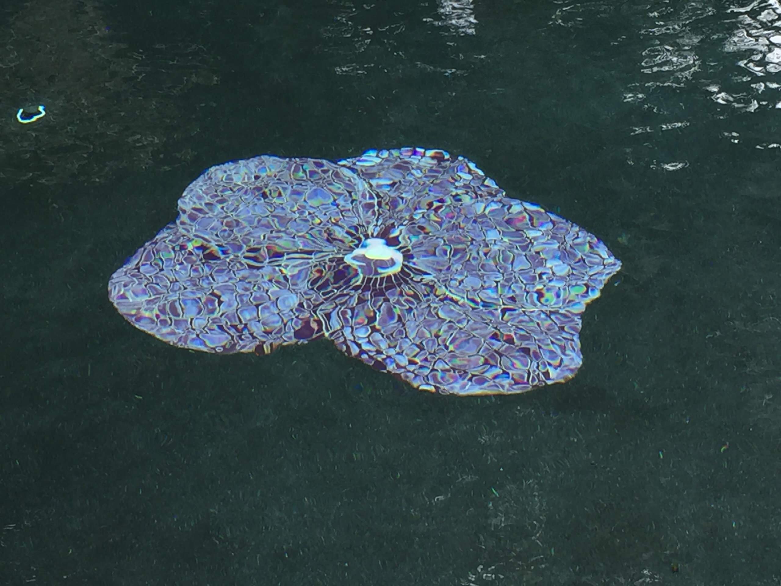Vanda mosaic in the swimming pool.