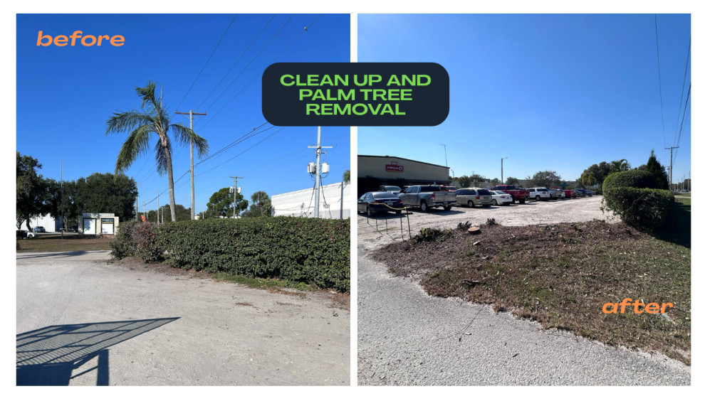 Commercial Palm Tree Removal