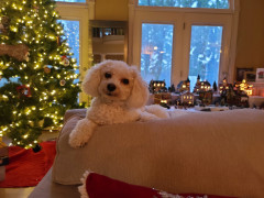 Houzz Call: Show Us Your Fun and Festive Holiday Pets