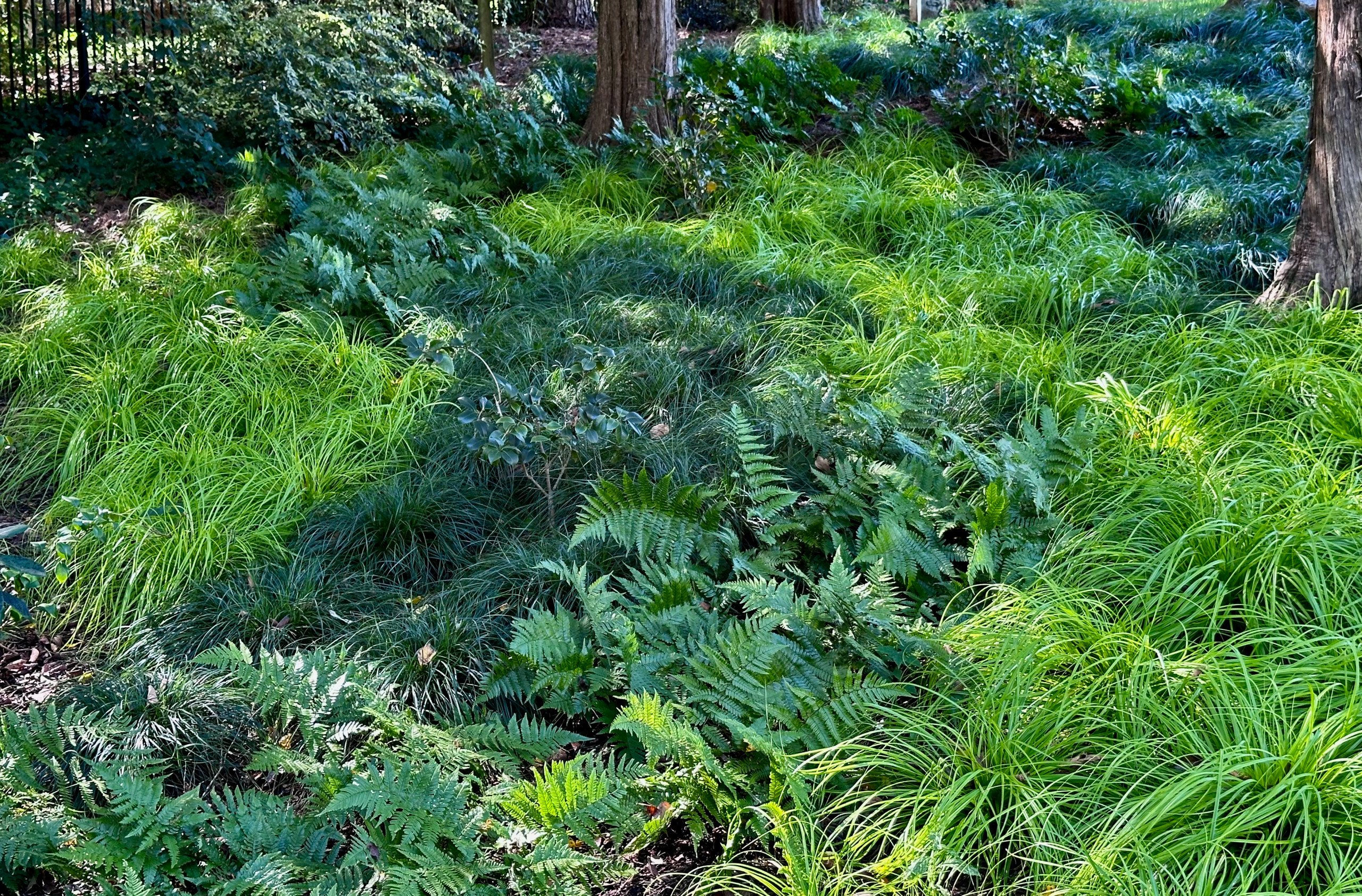 A problematic slope becomes a beautiful shade garden.