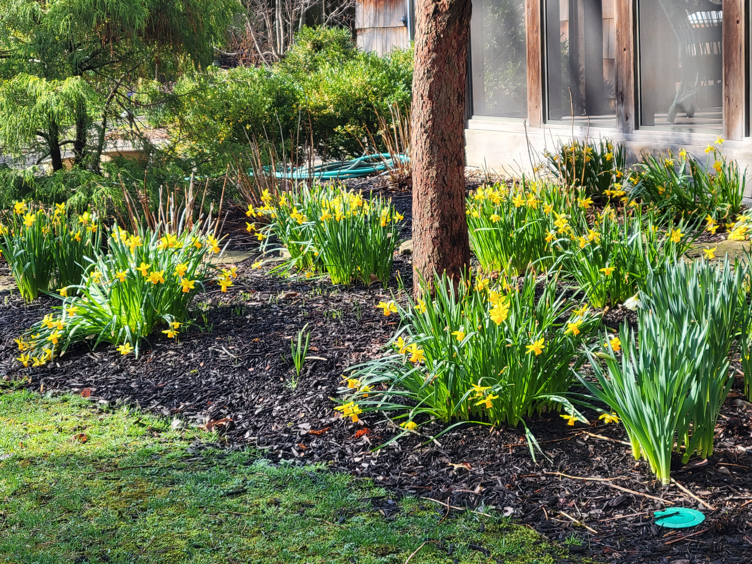 Woodland Restoration