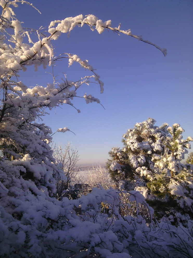 Наш собственный сад