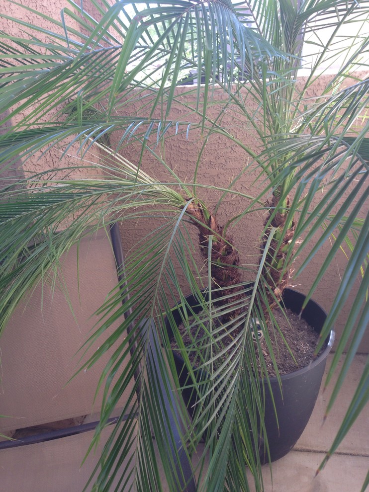 Need help with Robellini Palm drooping