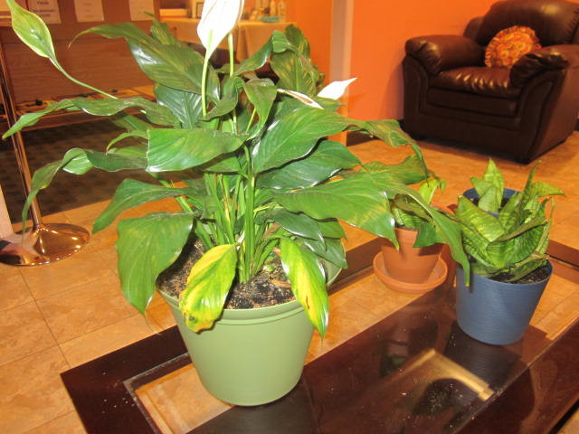 pineapple guava plant for sale Feijoa Pineapple Guava