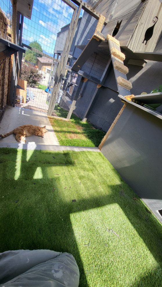 The Purr-fect Playground✨