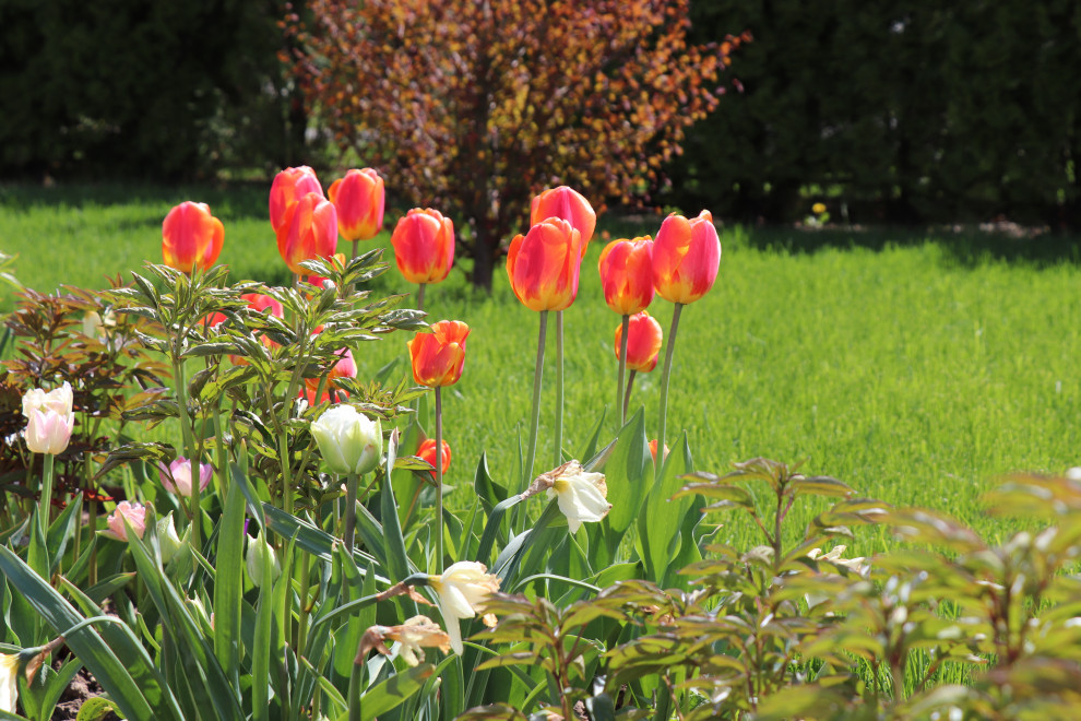 Весна 2020 Сосновые берега