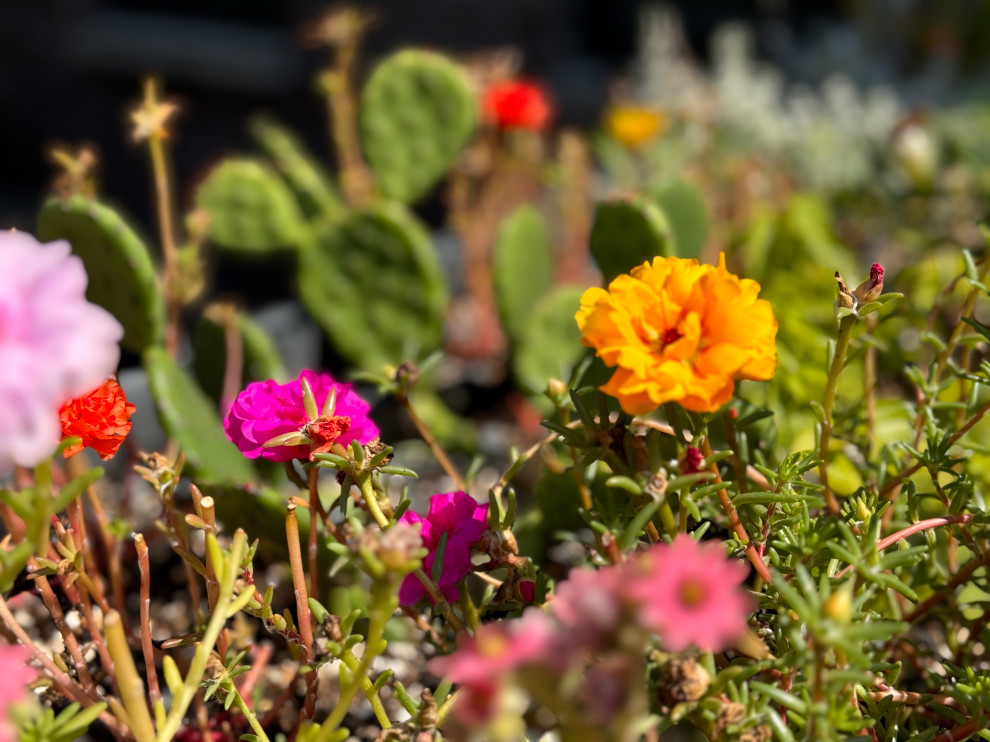 Greenwood front and back yard
