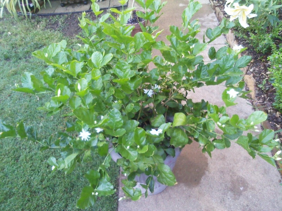 Jasmine Flowers In Columbus Ohio Best Flower Site