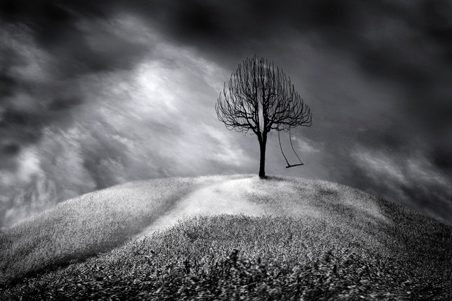 Tree Photography & Art