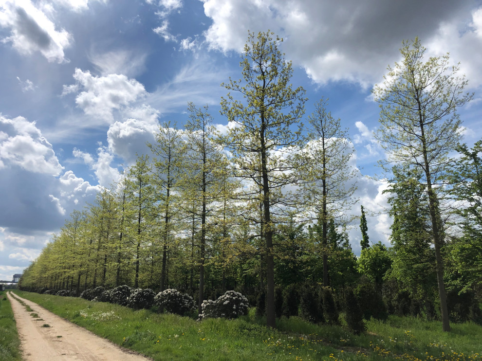 Klassischer Garten in Düsseldorf