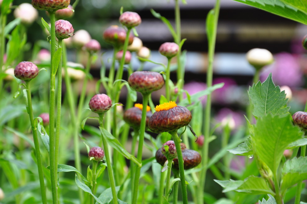 кп "Мелоди" - Уход за садом - 100% качество