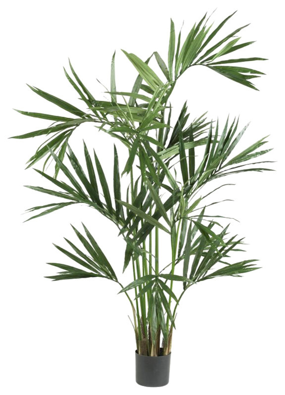 6' Kentia Palm Silk Tree