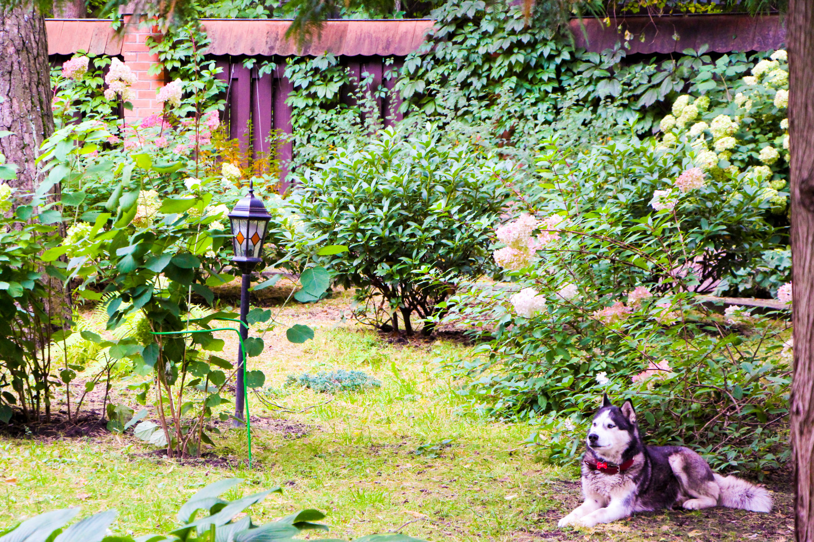 Баковка, 2018 г.