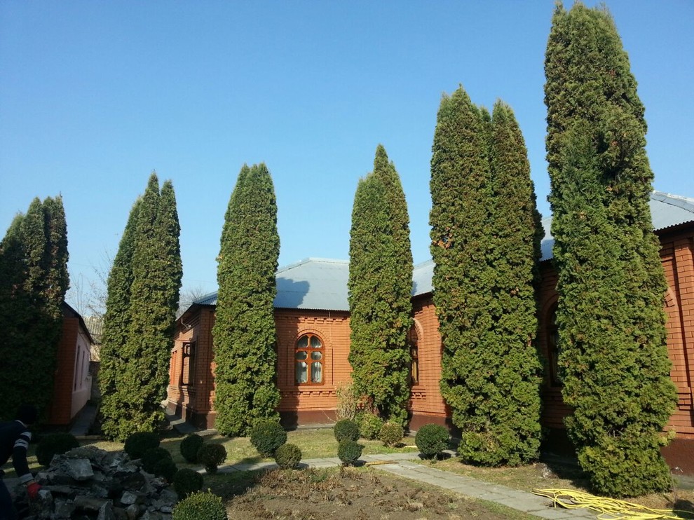 Посадка крупномерных деревьев