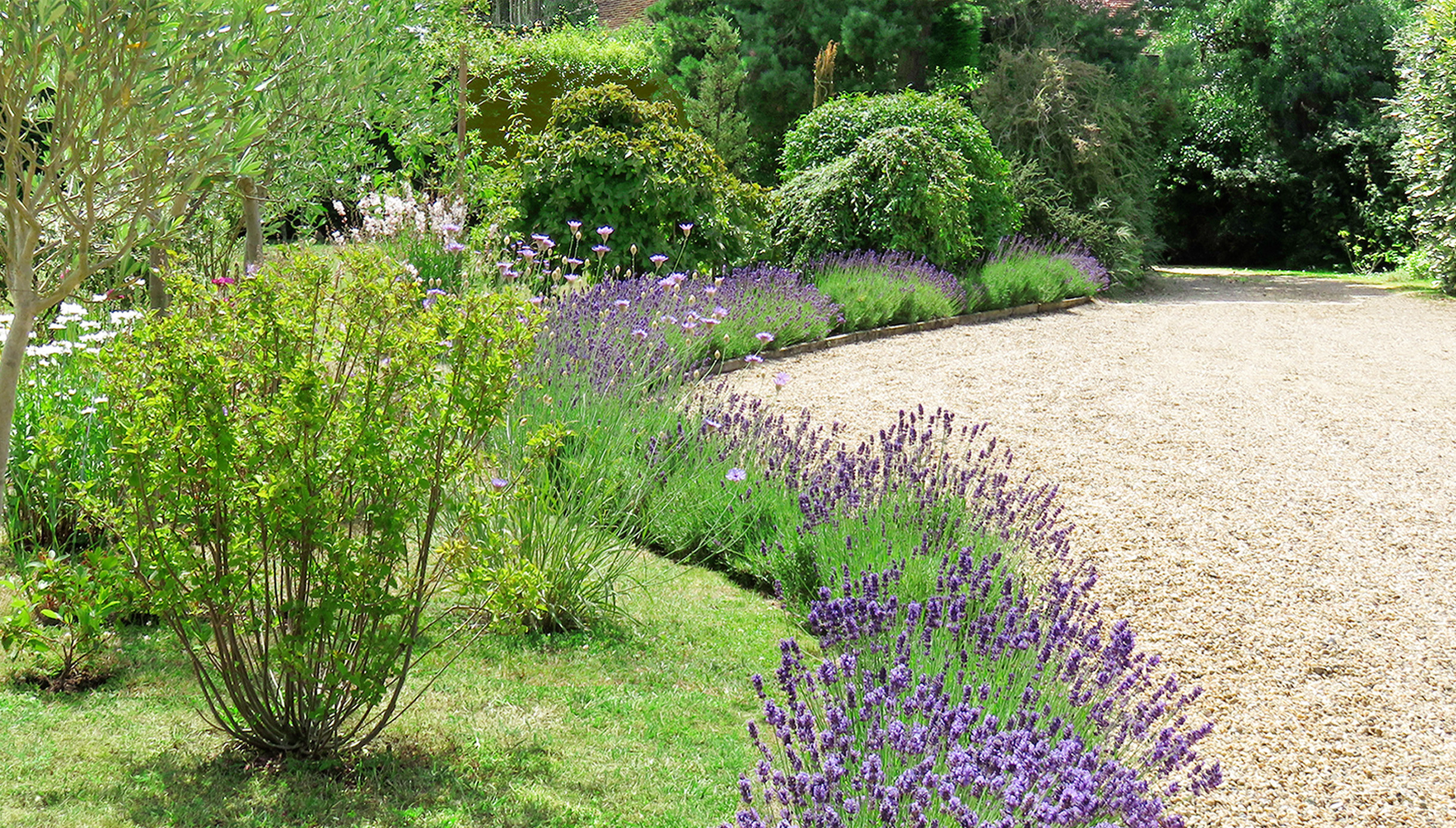 Lavender Drive
