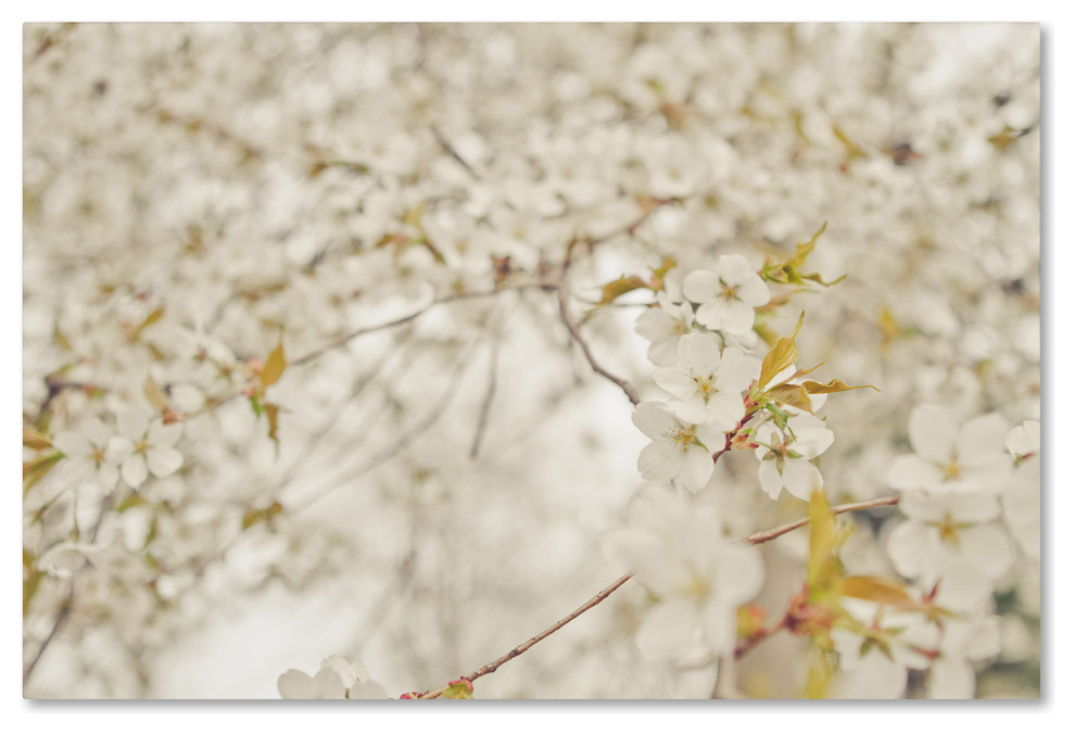 Ariane Moshayedi White Cherry Blossoms Canvas Art Contemporary Prints And Posters By Trademark Global