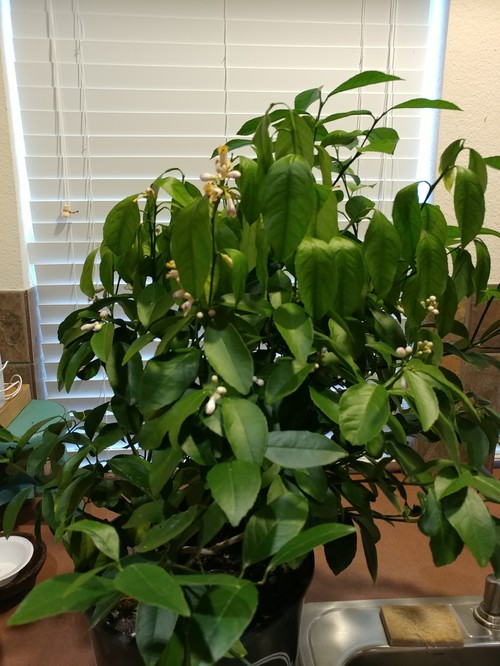Need help with my Dwarf Meyer Lemon Tree... (Droopy leaves)