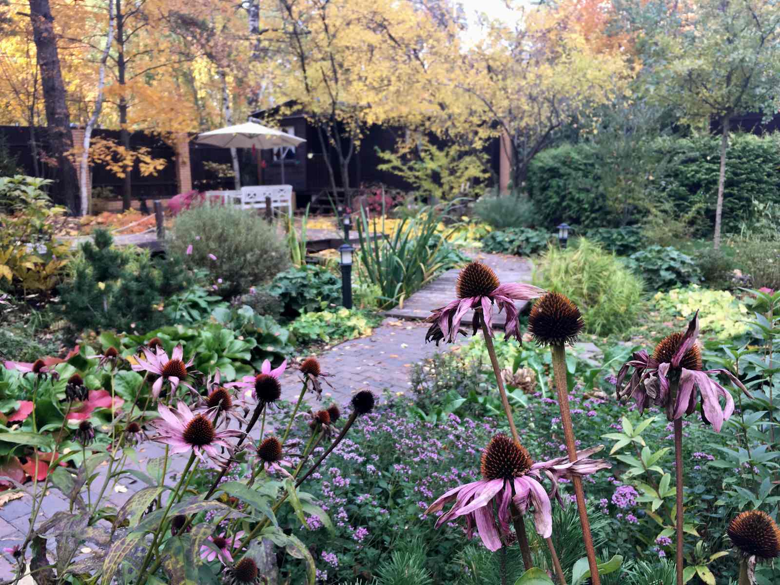 Белкин сад. Осень 2019