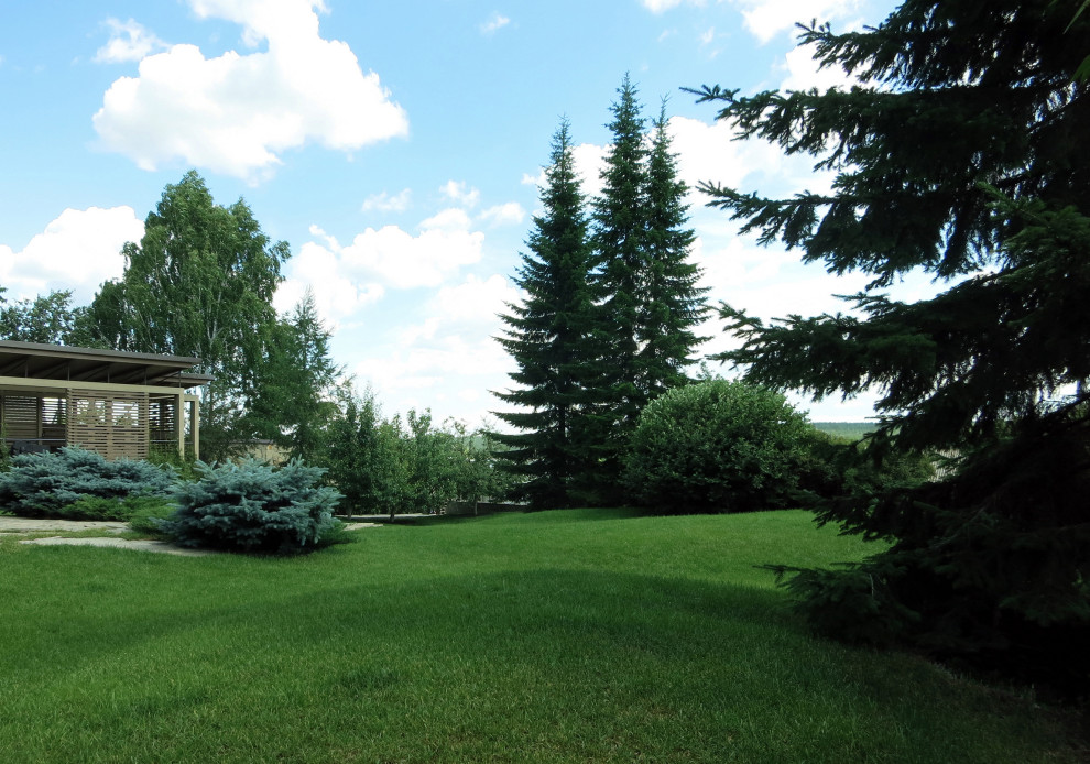 Сад с большими пихтами