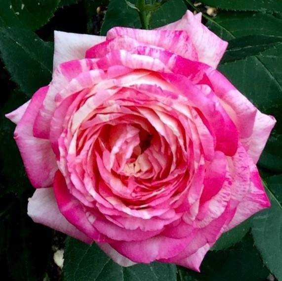Marc Chagall Deserves His Own Thread..... | Houzz Forum