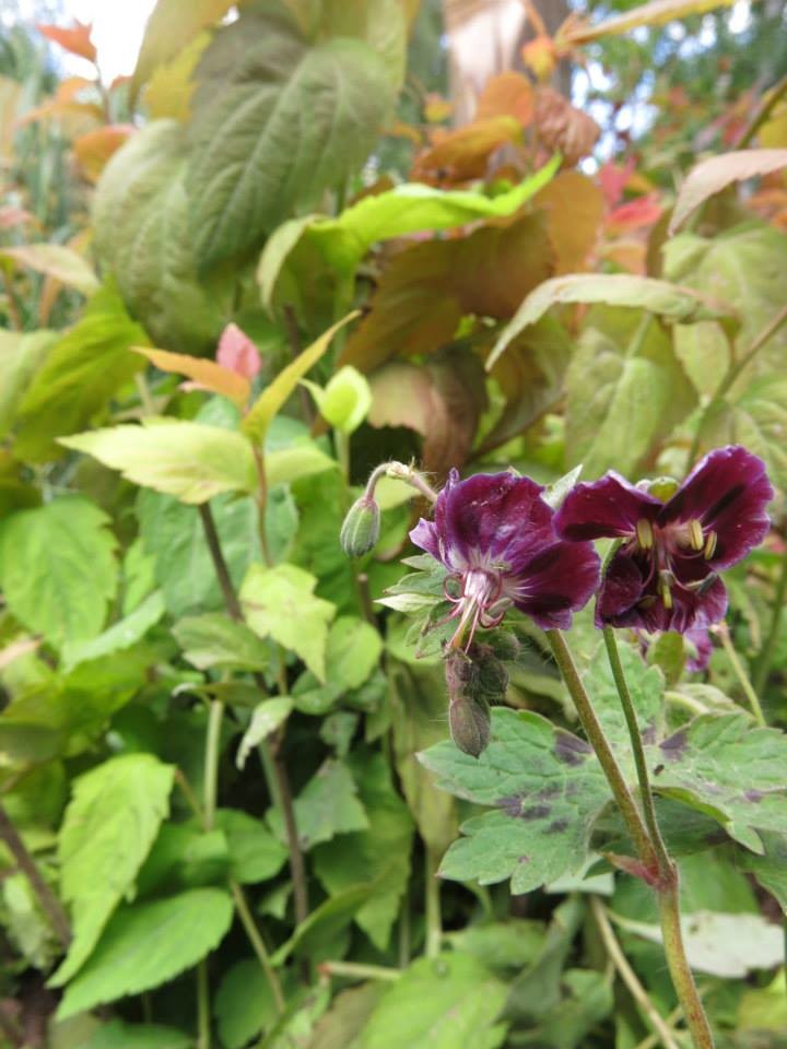 Выставочный сад "Азбука сада"