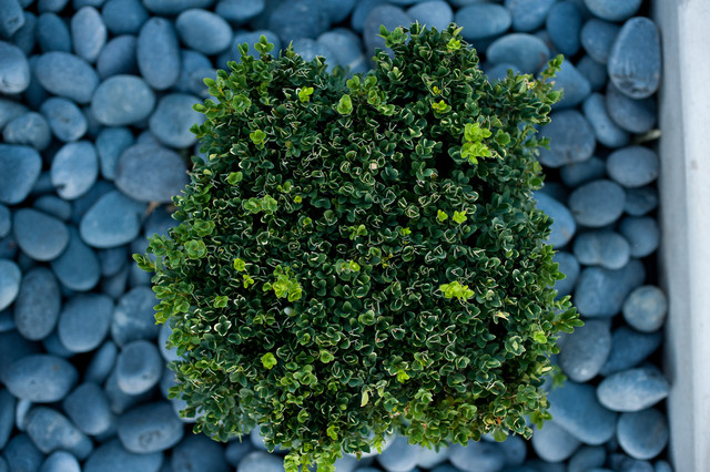 Boxwood moderne-have