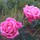 rosesnsalix Z9 Ca