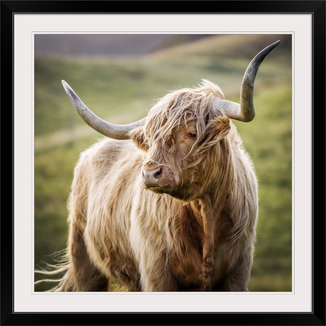 Highland Cow In Scotland Square Black Framed Art Print 38 X38 X1 Highland Cow In Scotland Square Black Framed Art Print 38 X38 X1 Farmhouse Prints And Posters By Great Big Canvas