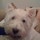 rob_ostheimer