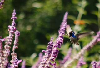 Create a Container Wildlife Habitat for Hummingbirds and Butterflies (14 photos)
