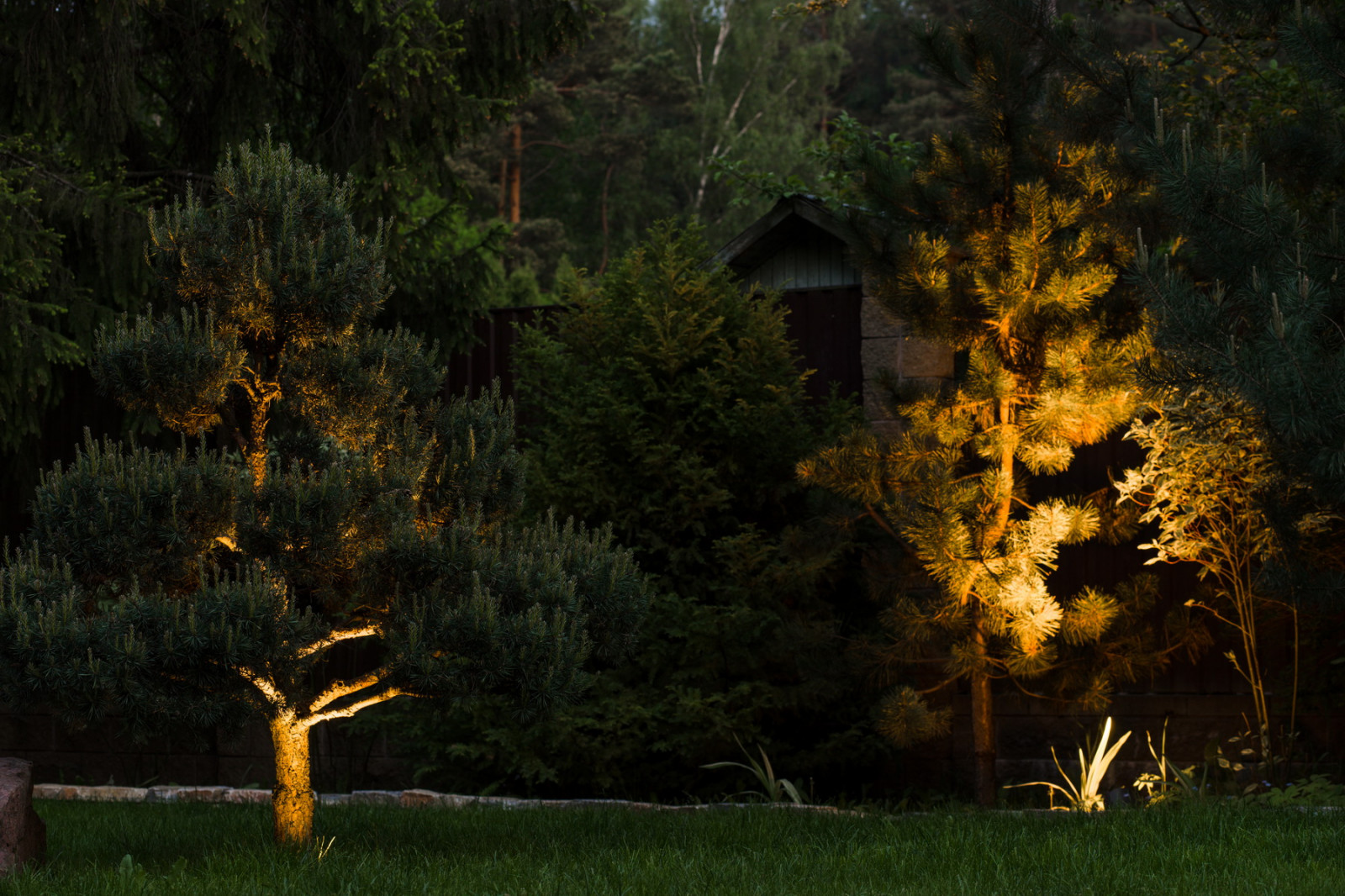 Подсветка деревьев