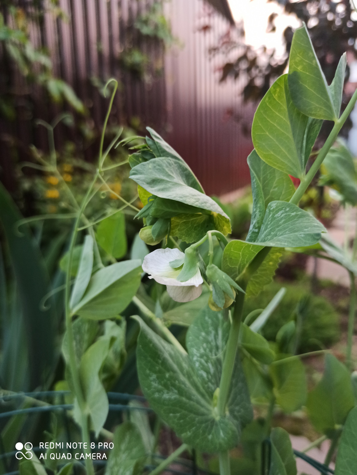 Ландшафт сада в 6 соток.