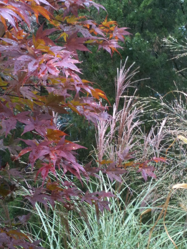 Photo of a mid-sized transitional full sun backyard landscaping for fall.