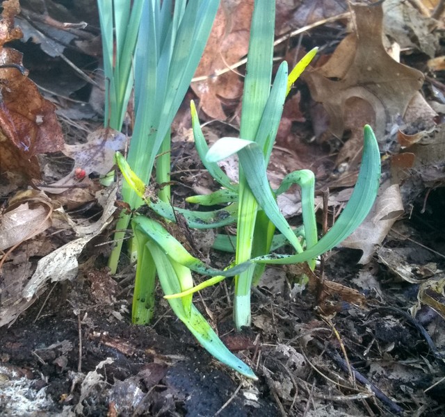 Daffodil (ID by floral_uk) 1Y-YYY farmhouse-garden