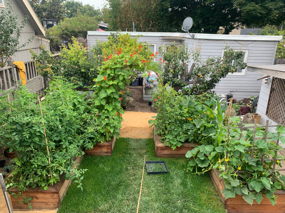Idee per un piccolo giardino xeriscape american style esposto in pieno sole dietro casa in estate con un giardino in vaso, pacciame e recinzione in metallo