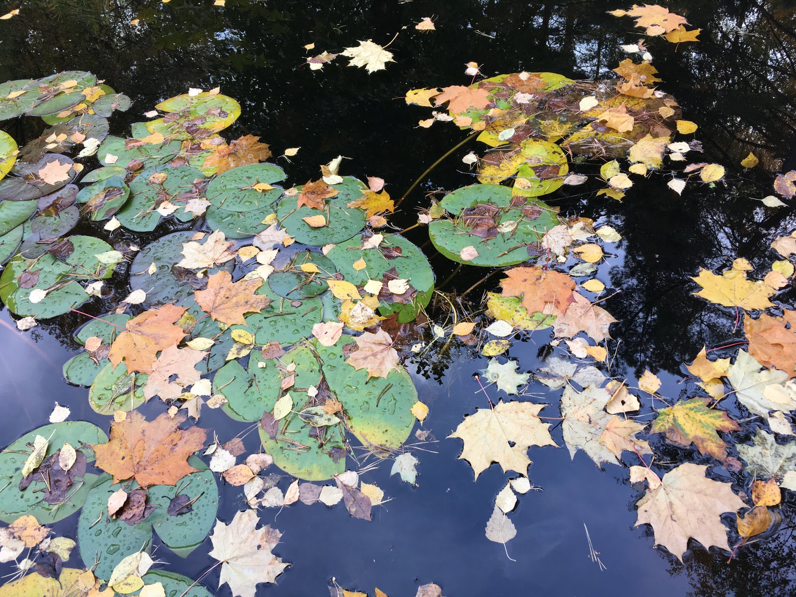 Белкин сад. Осень 2019