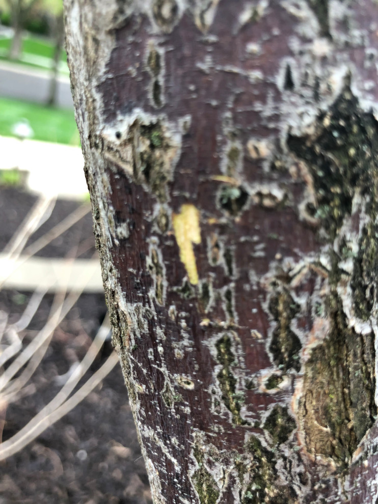Is my Japanese Maple tree dead (or in the process of dying)?