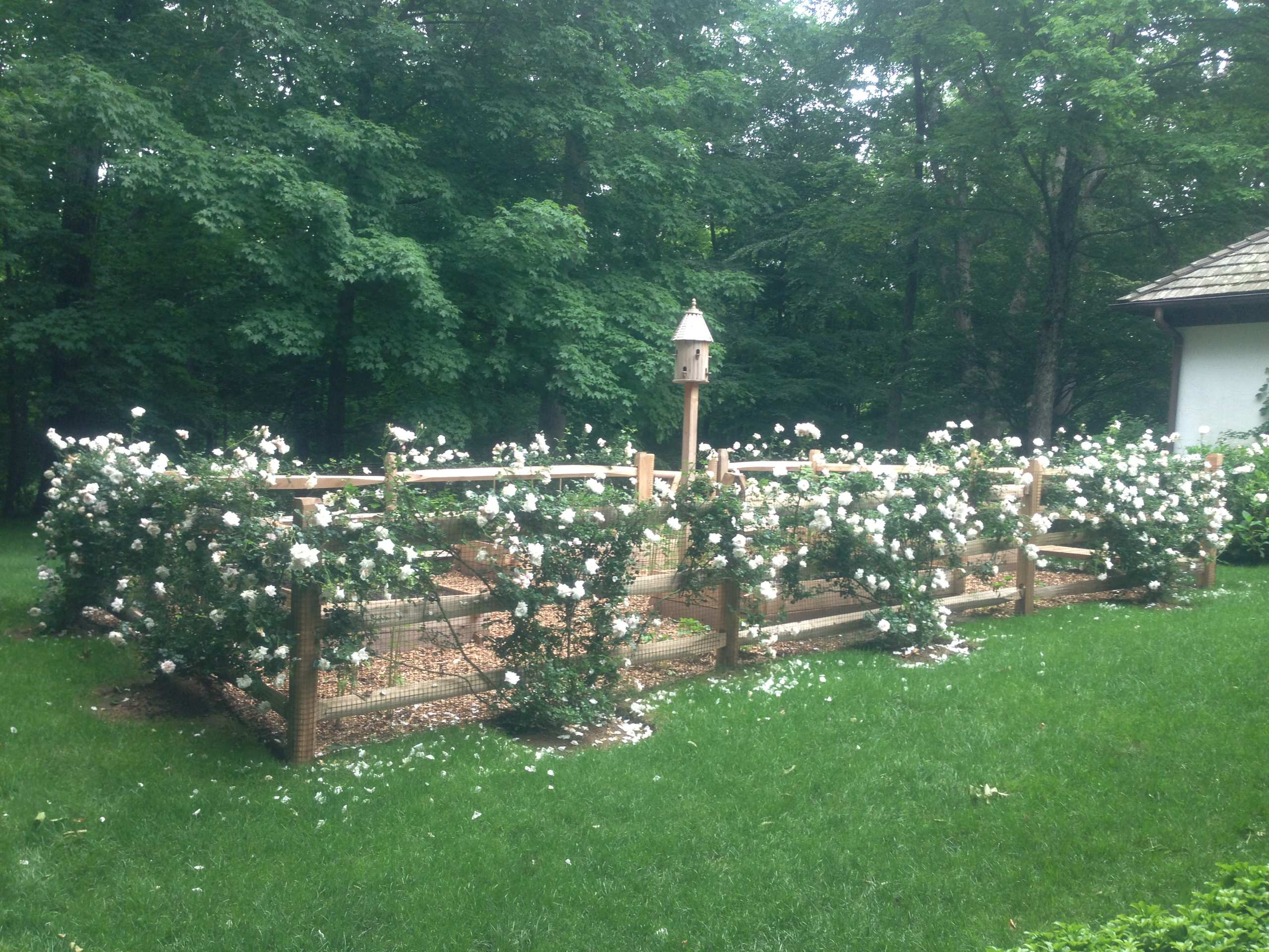 Vegetable Garden with New Dawn Roses by Peter Atkins and Associates
