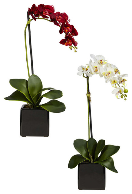 Phaleanopsis Orchid With Black Vase Silk Arrangement, Set of 2